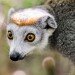 Crowned lemur female