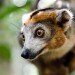 Crowned lemur male