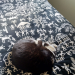 IMG-20210203-WA0001