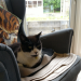 IMG-20210523-WA0000
