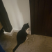 IMG-20240209-WA0003