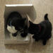 Kittens december 013