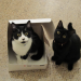 Kittens december 014