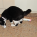 Kitty1